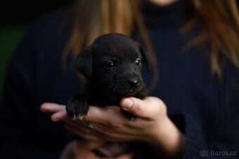 Štěňata křížence k odběru ihned