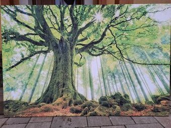 Foto obraz - Starý dub - 1