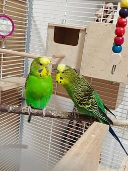 Andulka vlnkovaná pár