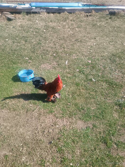 Zakrslá rousná - kohout