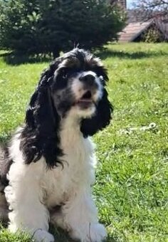 Americký kokršpaněl