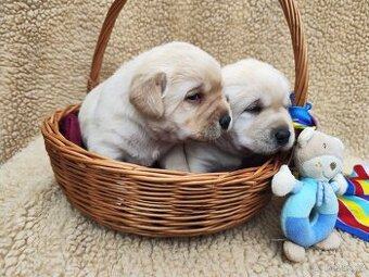 Nabídka štěňat labradorského retrievera