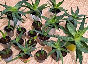 Aloe vera (Aloe pravá) - rostliny všech velikostí - 1