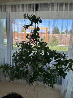 Clusia Rosea Princess - vzrostlá rostlina