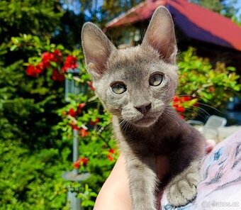 Bengálský kocourek/kotě s PP vzácný Blue Smoke Melanistic