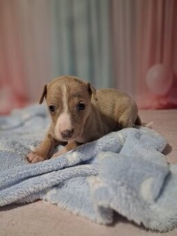 Whippet FCI - pes
