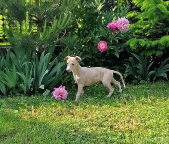 Whippet  FCI - pes -modrá mourovatá