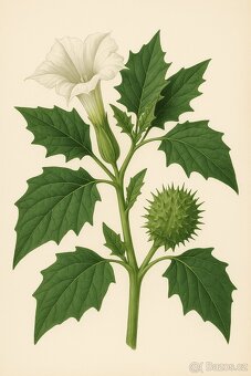 Datura Stramonium - durman obecný, sazenice