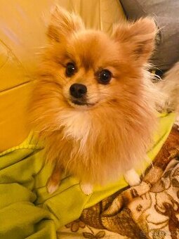 Pomeranian-špic