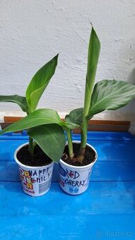 2 ks ROSTLINY CANNA RŮZNÉ DRUHY PRODÁM