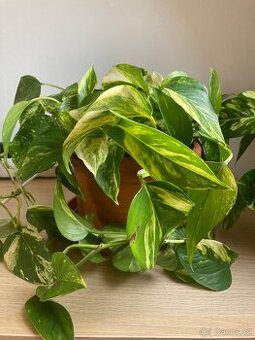 Pokojová rostlina Pothos šplhavnice