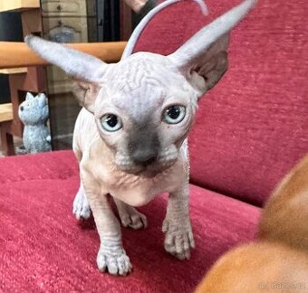 Kanadský Sphynx s průkazem původu