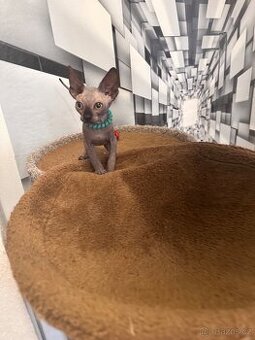 Kanadský Sphynx s průkazem původu