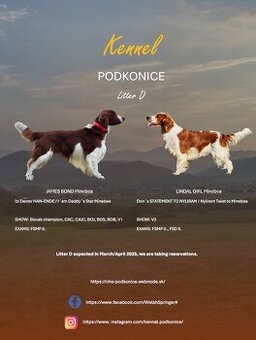 Welsh Springer Spaniel - šteniatka - 1