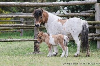Mini Shetland pony-rezervace