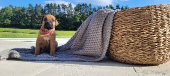 Rhodéský ridgeback s PP