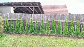 Thuje smaragd 130-140 cm zbylé z výsadby