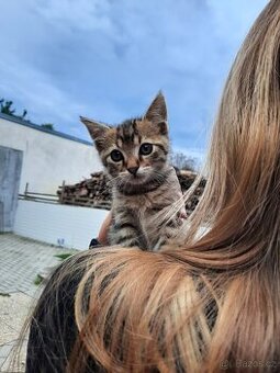 Krásné mourovaté koťátko - kocourek