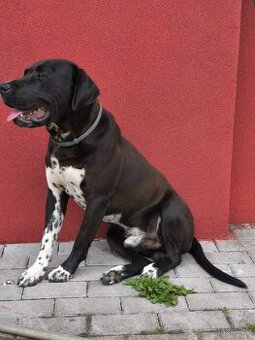 Pongo