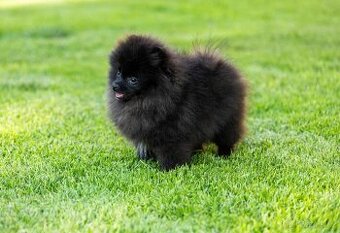 Pomeranian s PP