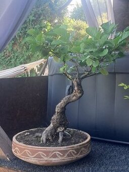 Bonsai,bonsaj Olše