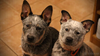 Australský honácký pes, rezervace štěňat s PP, volní kluci