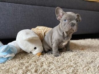 Francouzsky buldoček