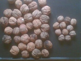 Vlašské ořechy velké plody