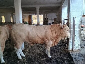 Ošetřovatel skotu - masný dobytek