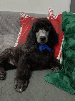 Pudl veľký kráľovský