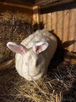 Novozélandský bílý králík