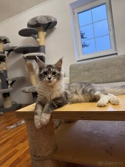 Mainská mývalí s PP-kocourek