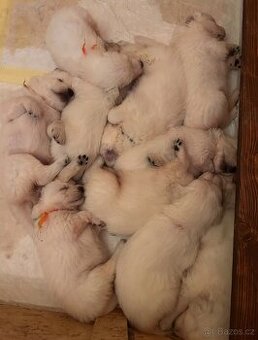 Slovenský čuvač - štěňátka s PP