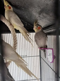 Dvě mladé korely s velkou klecí