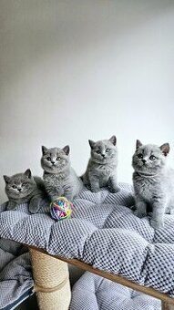 Britská modrá koťátka s PP