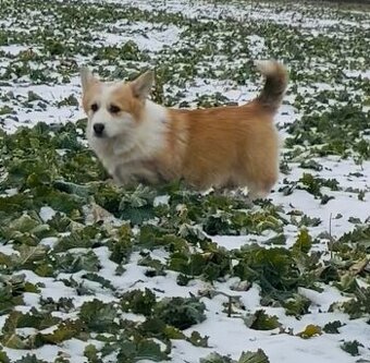 Welsh Corgi Pembroke s PP