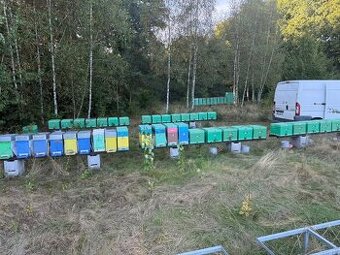 Vyzimované včelí oddělky 39x24 (34,7)s matkou F1 Buckfast.