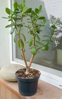 Tlustice (Crassula ovata)