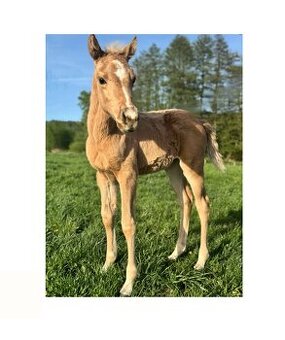Palomino klisna American Quarter Horse po rodičích s LTE