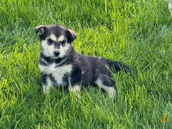 Štěňata husky a labrador - 4 fenky a 1 pes k odběru od 18.5.