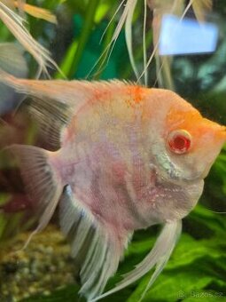 Skaláry Marble albino - 1