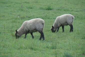 Prodáme jehničky Clun Forest