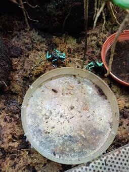 Dendrobates - 1