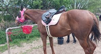 Skočka Kentaur Apollon- zamluveno