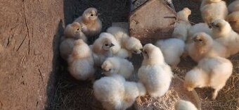 Hedvábnička bílá bezvousá- kuřata