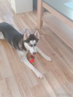 Husky