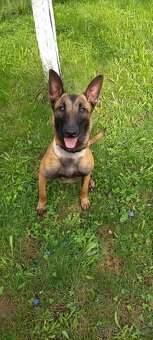 Belgický ovčák Malinois s PP