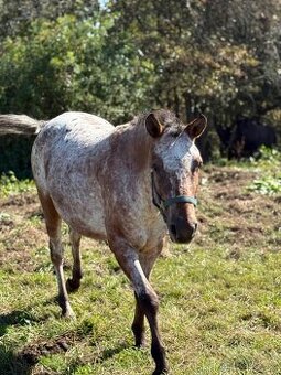 3 letá apaloosa Pony