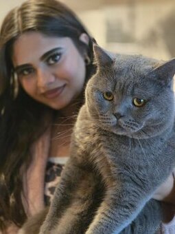 Krytí britský kocour