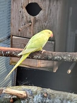 Prodám Alexandry malé zekený lacewing